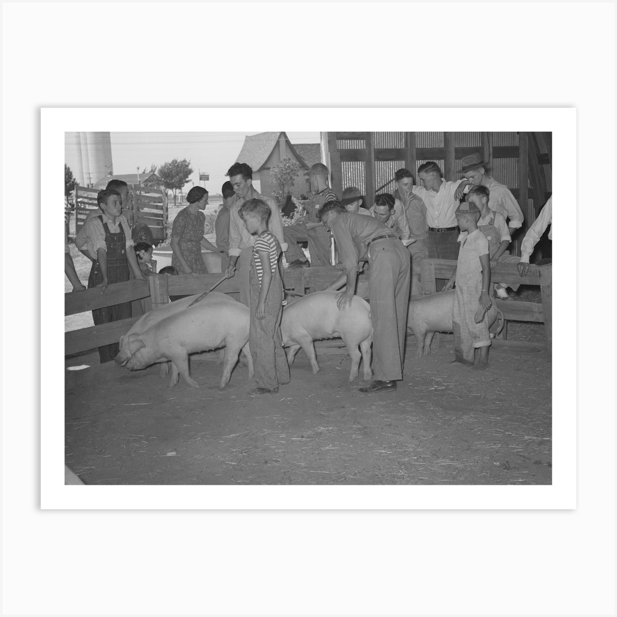 Displaying Pigs, 4 H Fair, Sublette, Kansas By Russell Lee Art Print by