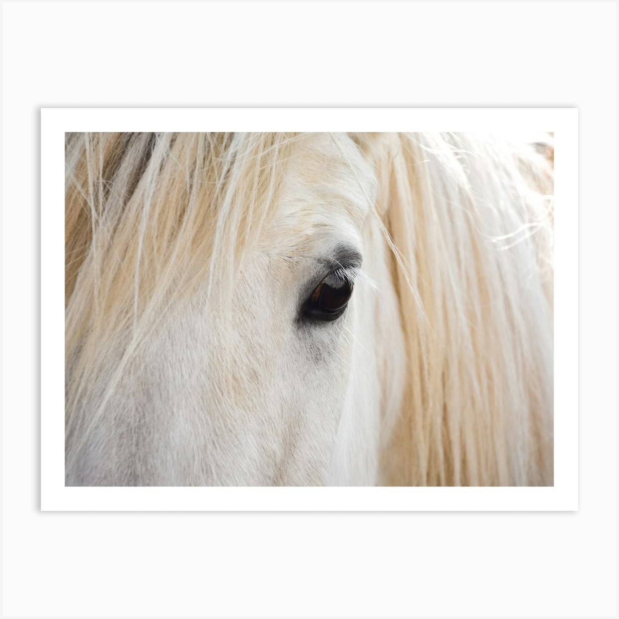 Blonde Horse Hair Art Print by Willow Home & Co - Fy