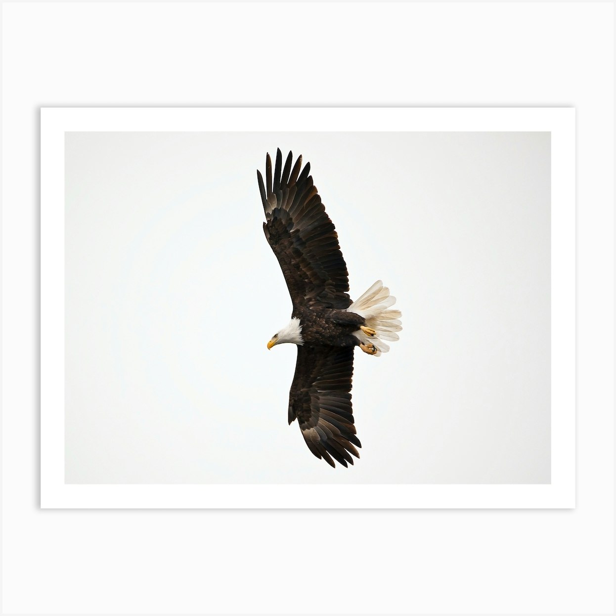 Bald Eagle In Flight Art Print By Krfnatureart - Fy