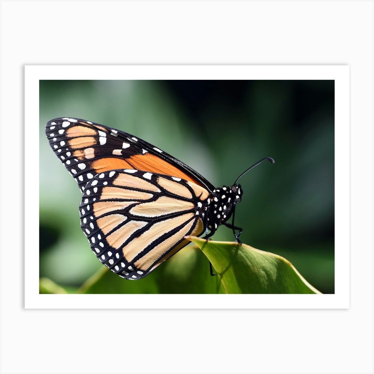 Monarch Butterfly Art Print By Willow Home & Co - Fy