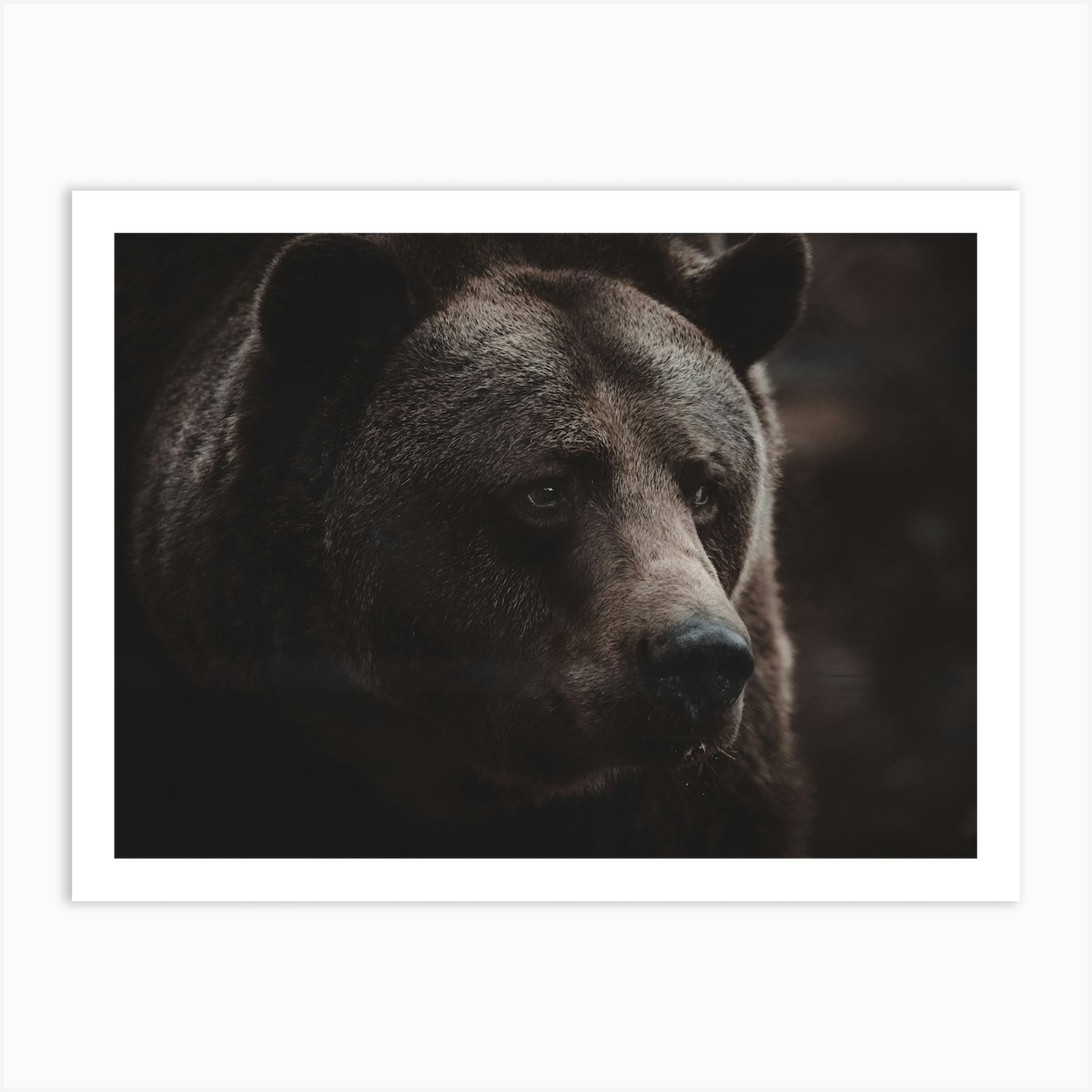 Moody Bear Portrait Art Print by Western Range Fy