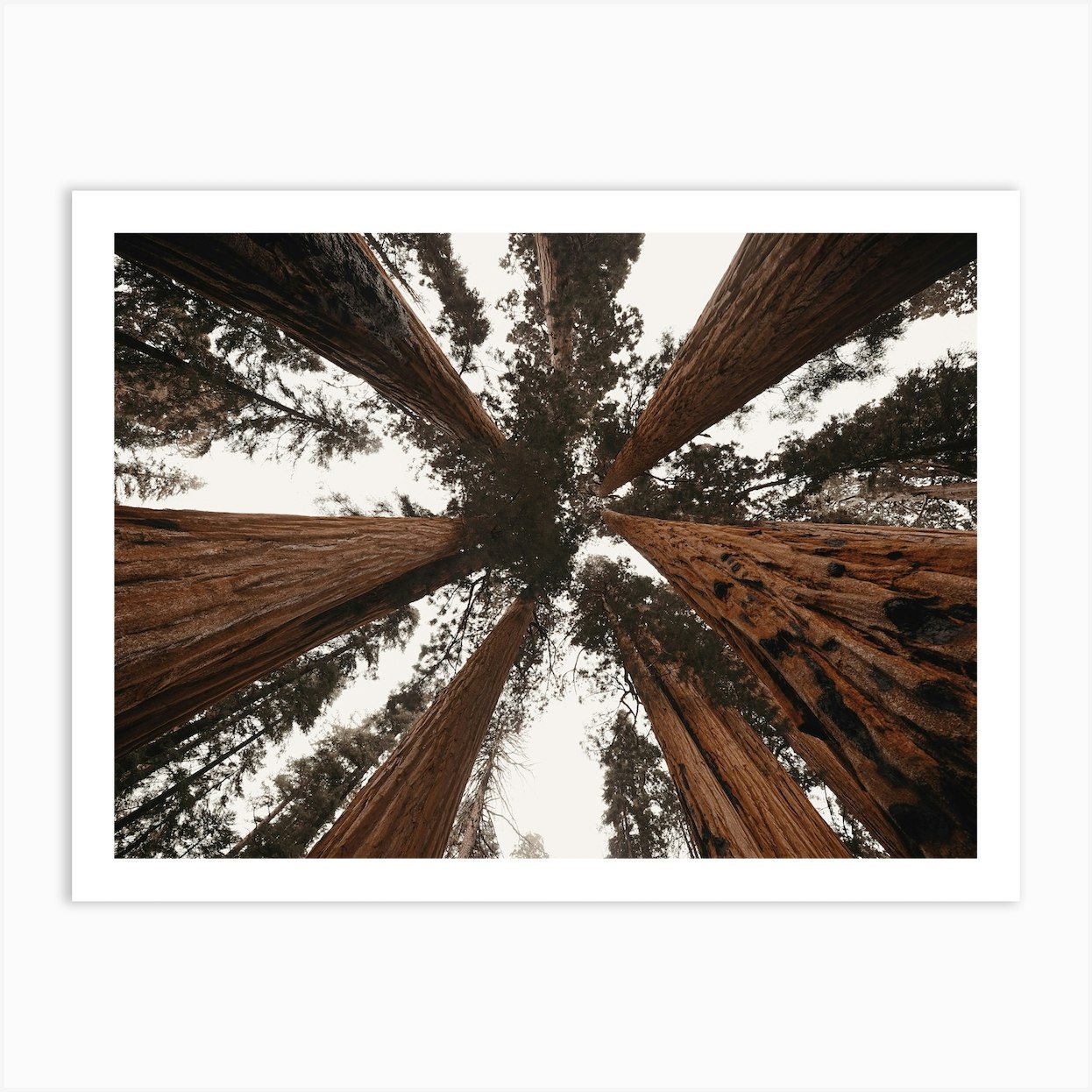 Wilderness Tree Tops Art Print by Western Range Fy