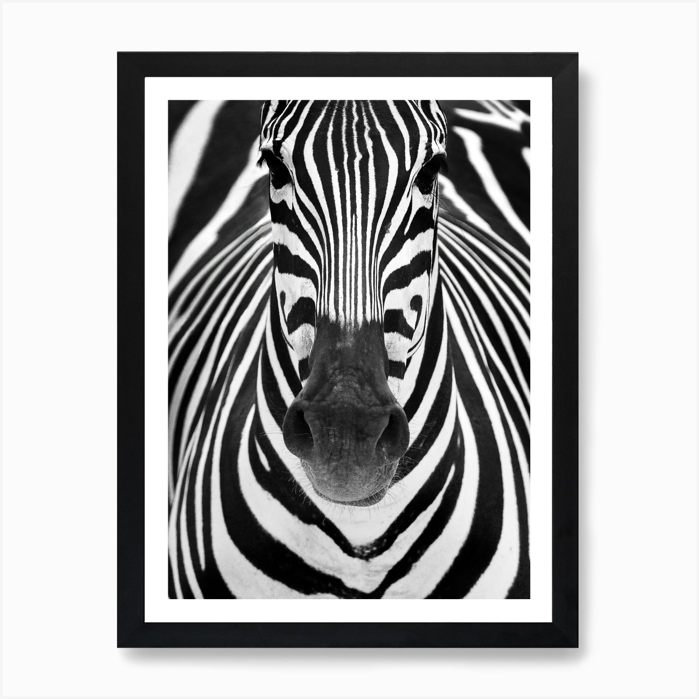 Zebra Art Print by 1x Fy