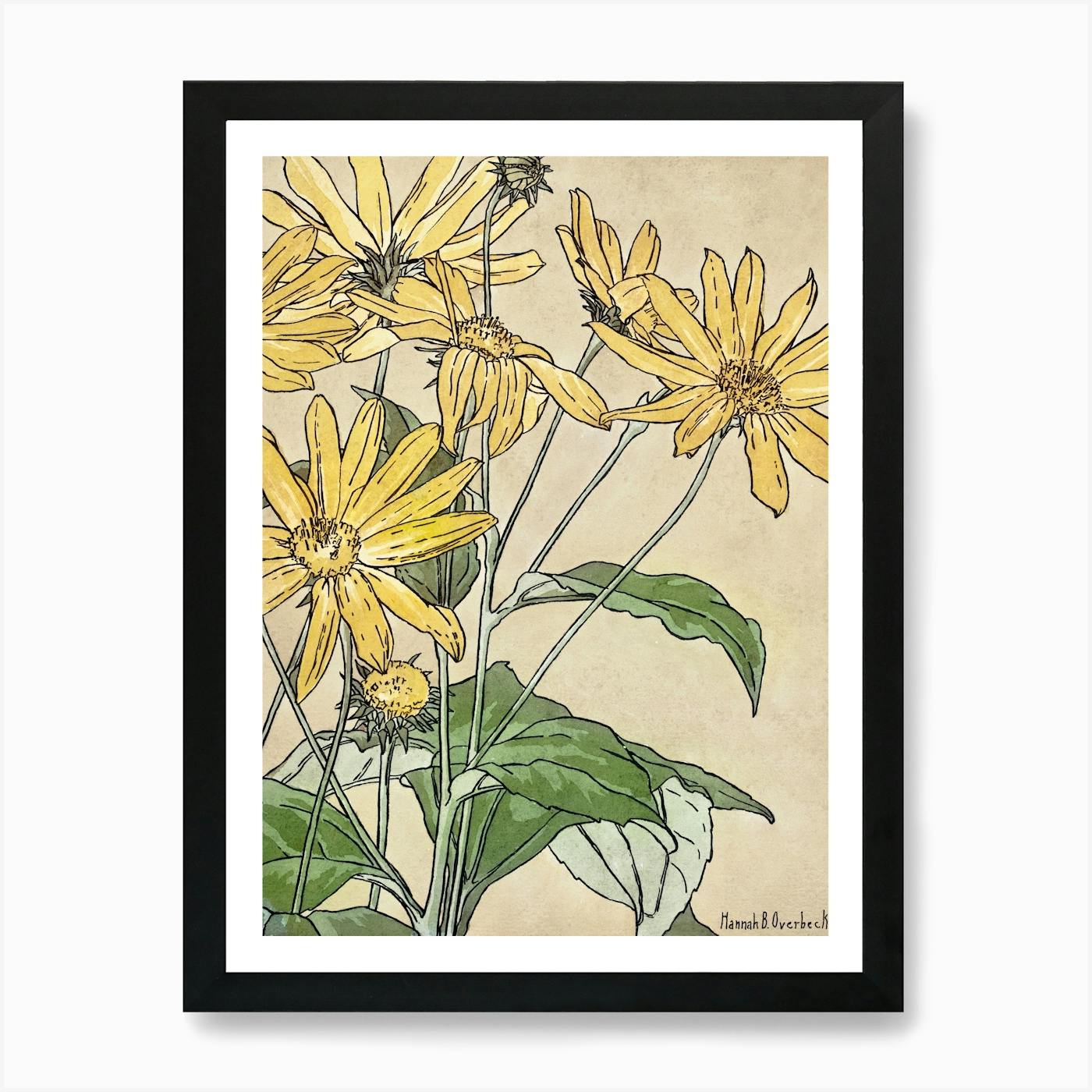 Picture with sunflowers-ひまわり Sunflower and Carnation - ひまわりとカーネーション - Shienakara