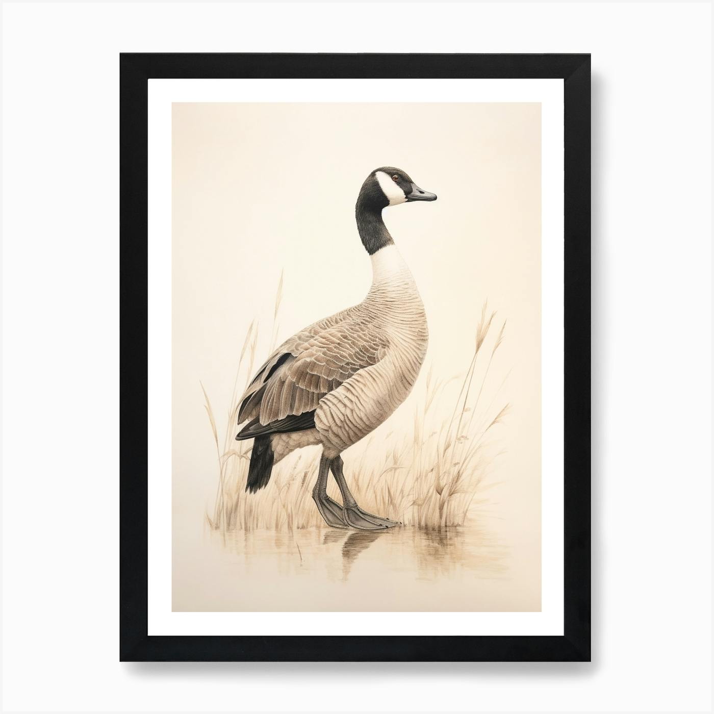 Vintage Bird Drawing Canada Goose 1 Art Print by Feathered Muse Fy