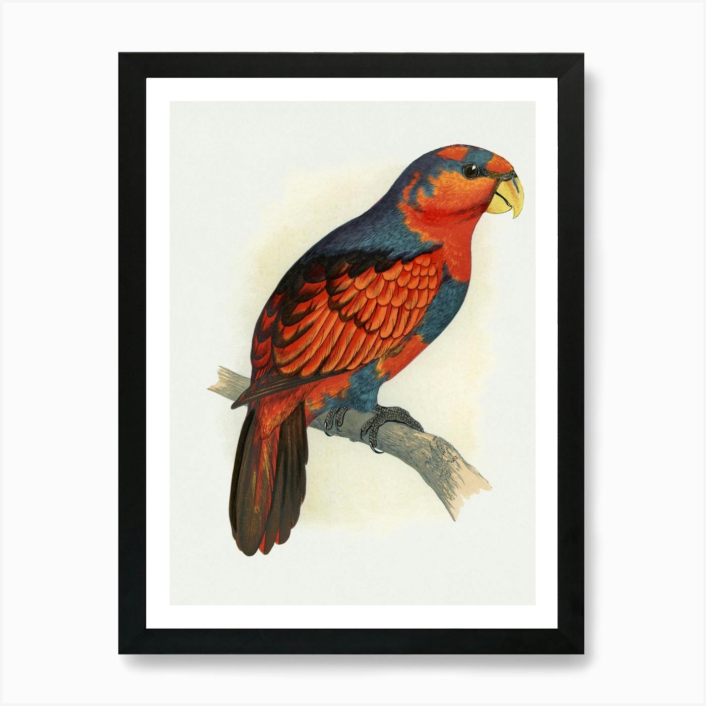 ジョアン・フックJOANNE HOOK 「CRIMSON ROSELLAS」 Crimson Rosella Bird Square Art Print by Juliana Motzko - Fy