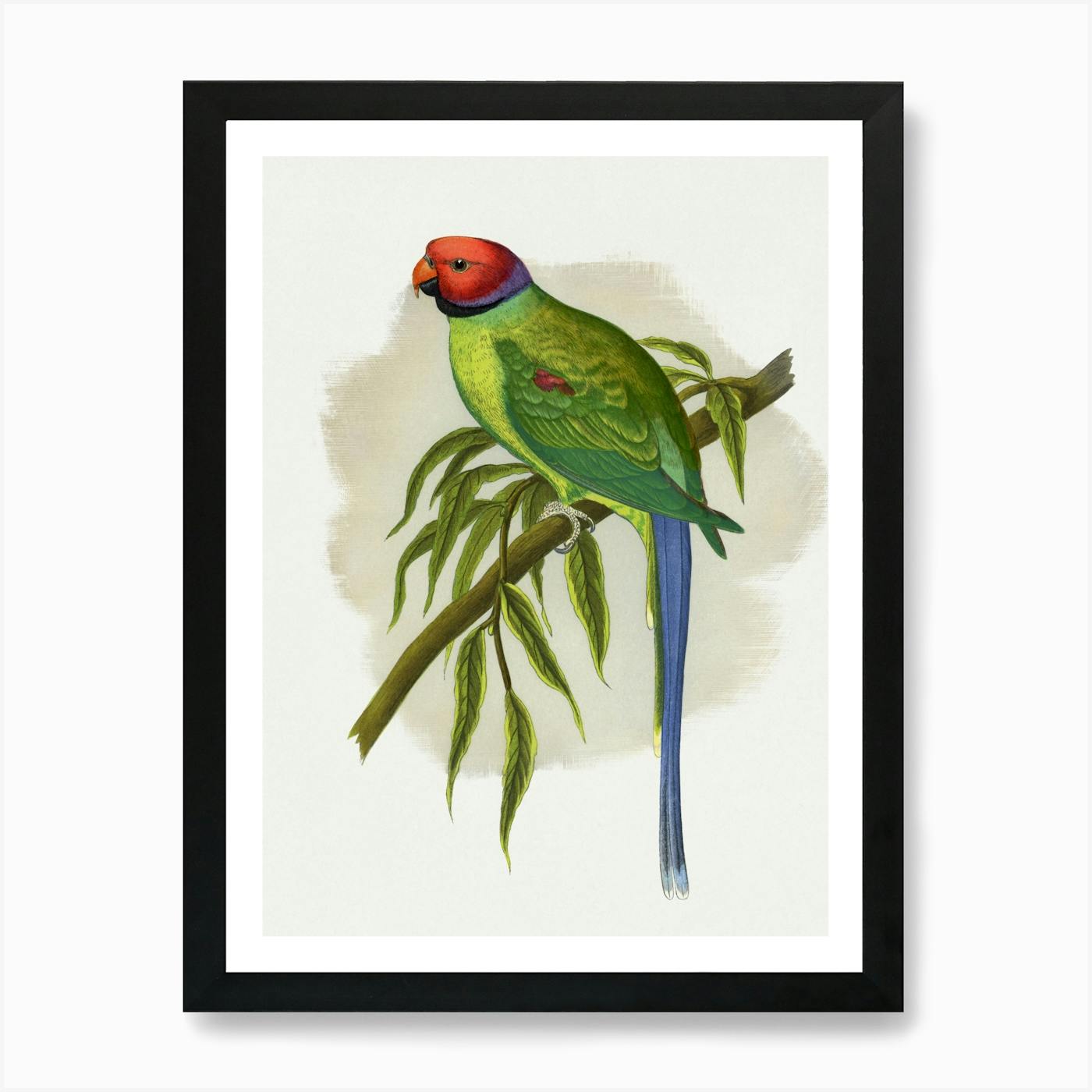 ジョアン・フックJOANNE HOOK 「CRIMSON ROSELLAS」 Crimson Rosellas - In the Dappled Light