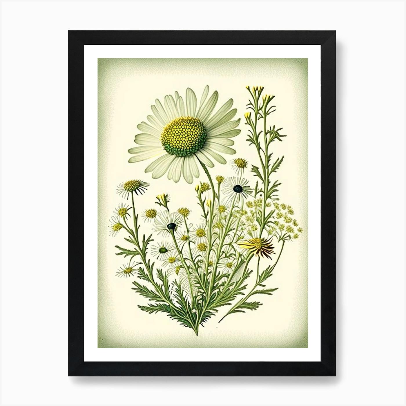 Chamomile Tea (Camellia Sinensis) outlets Vintage Medical Botanicals Antique Plant and Herb Drawings Ready to Hang Kitchen Art Decor Canvas Scroll