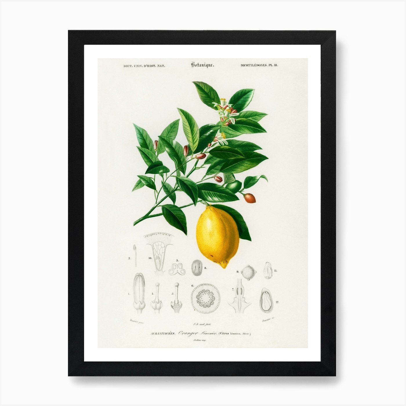 Vintage Lemon Art Print by Fy! Classic Art Prints and Posters - Fy