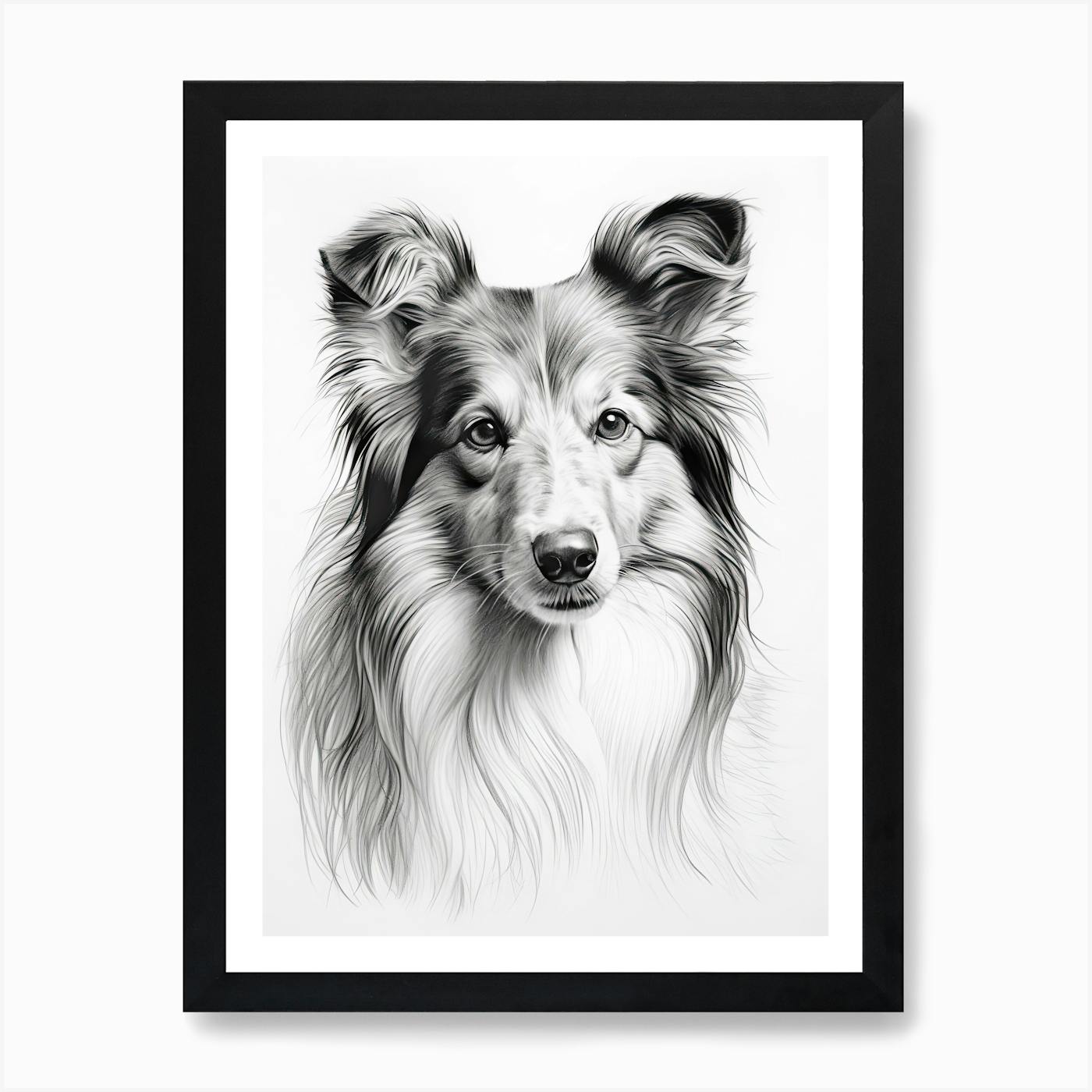 BLUE MERLE COLLIE - Original B&W Pencil Drawing - Portrait size 8