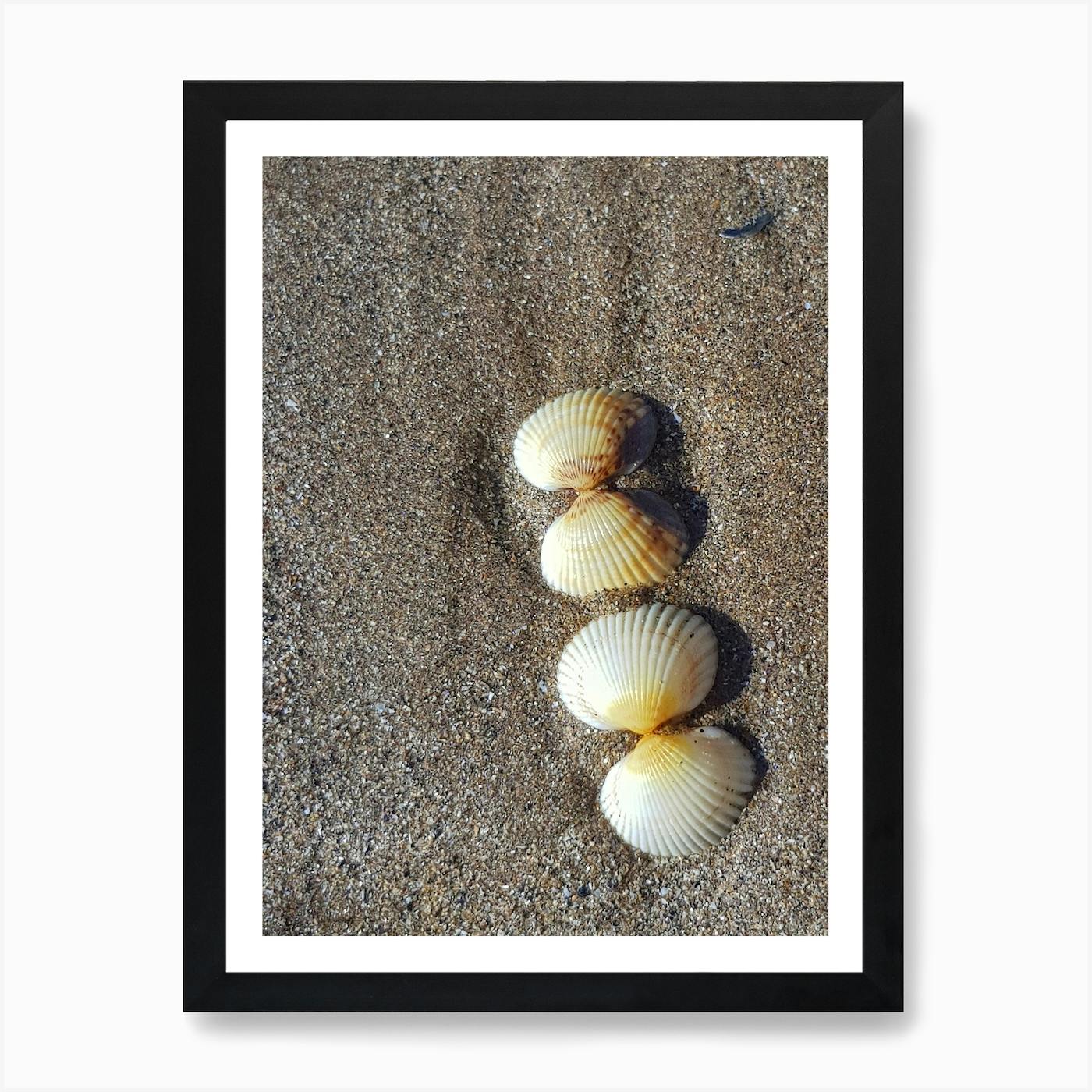 Gorgeous Mussel Shell Watercolor Painting, Sea Life offers Art, Hamptons Style Wall Decor, Beach Artwork, Sea Shell Art, Seashell Painting