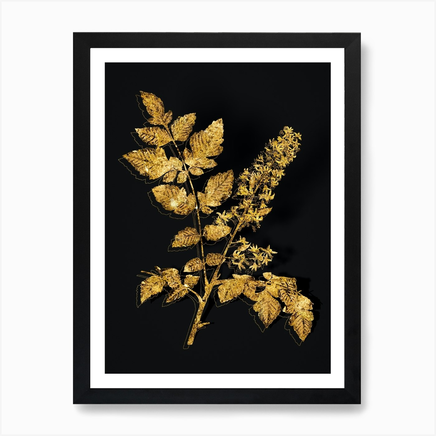 Vintage Golden Rain Tree Botanical in Gold on Black n.0167 Art Print by