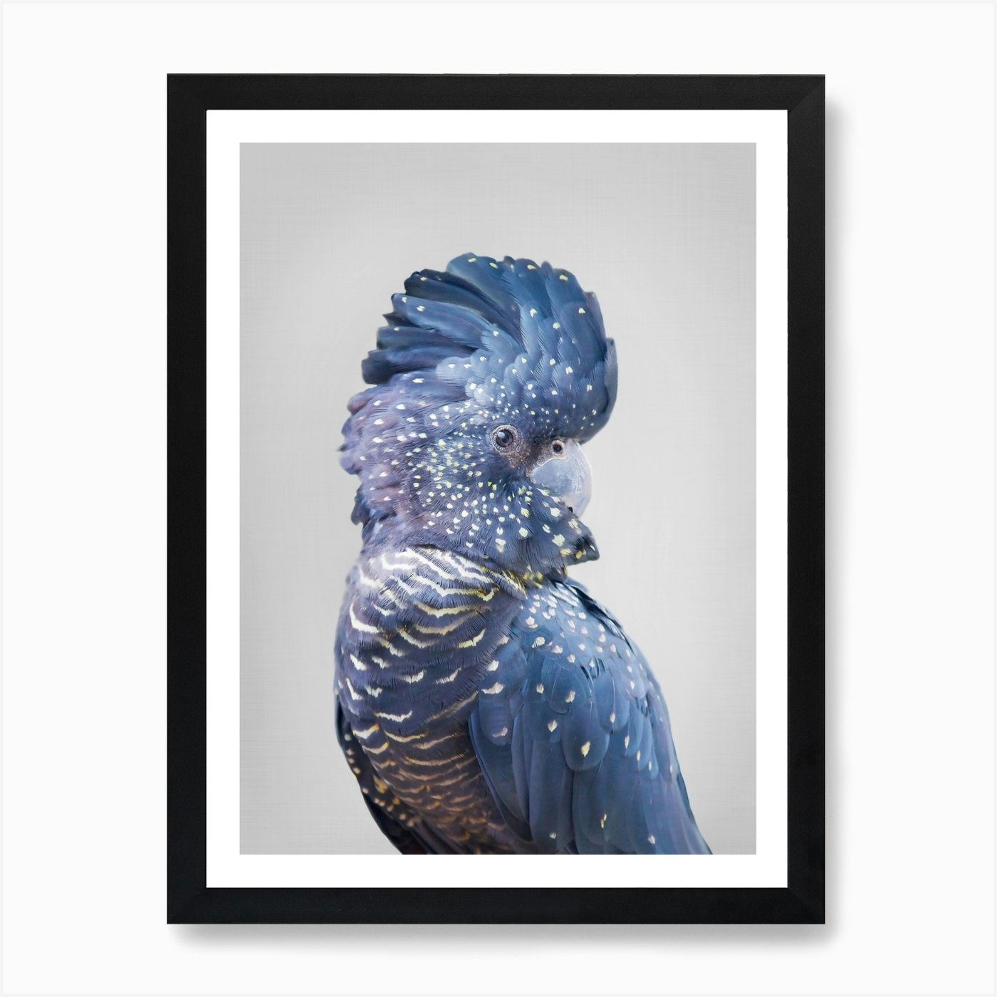 Black Cockatoo Art Print by Sisi and Seb - Fy