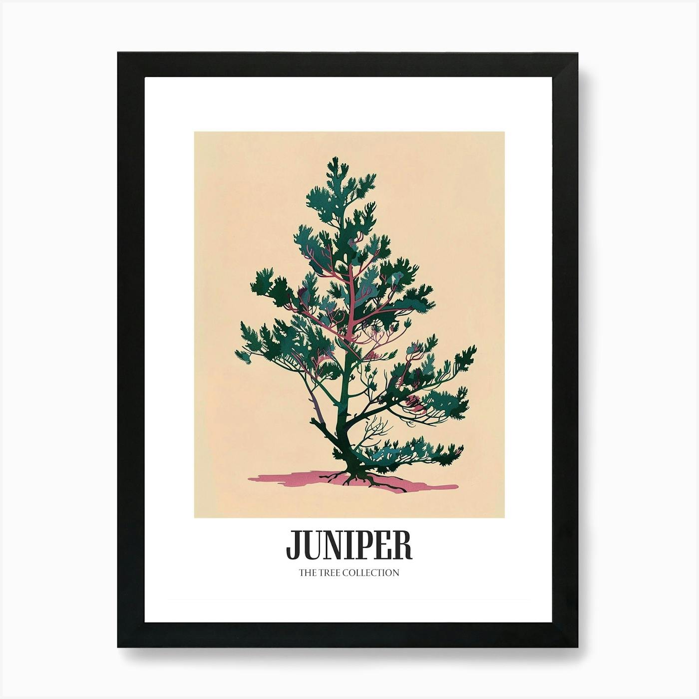 Juniper - Tree 3: A3+ & hotsell A2 Limited Edition Giclée Print, Art Print, Tree Drawing, Mother Nature