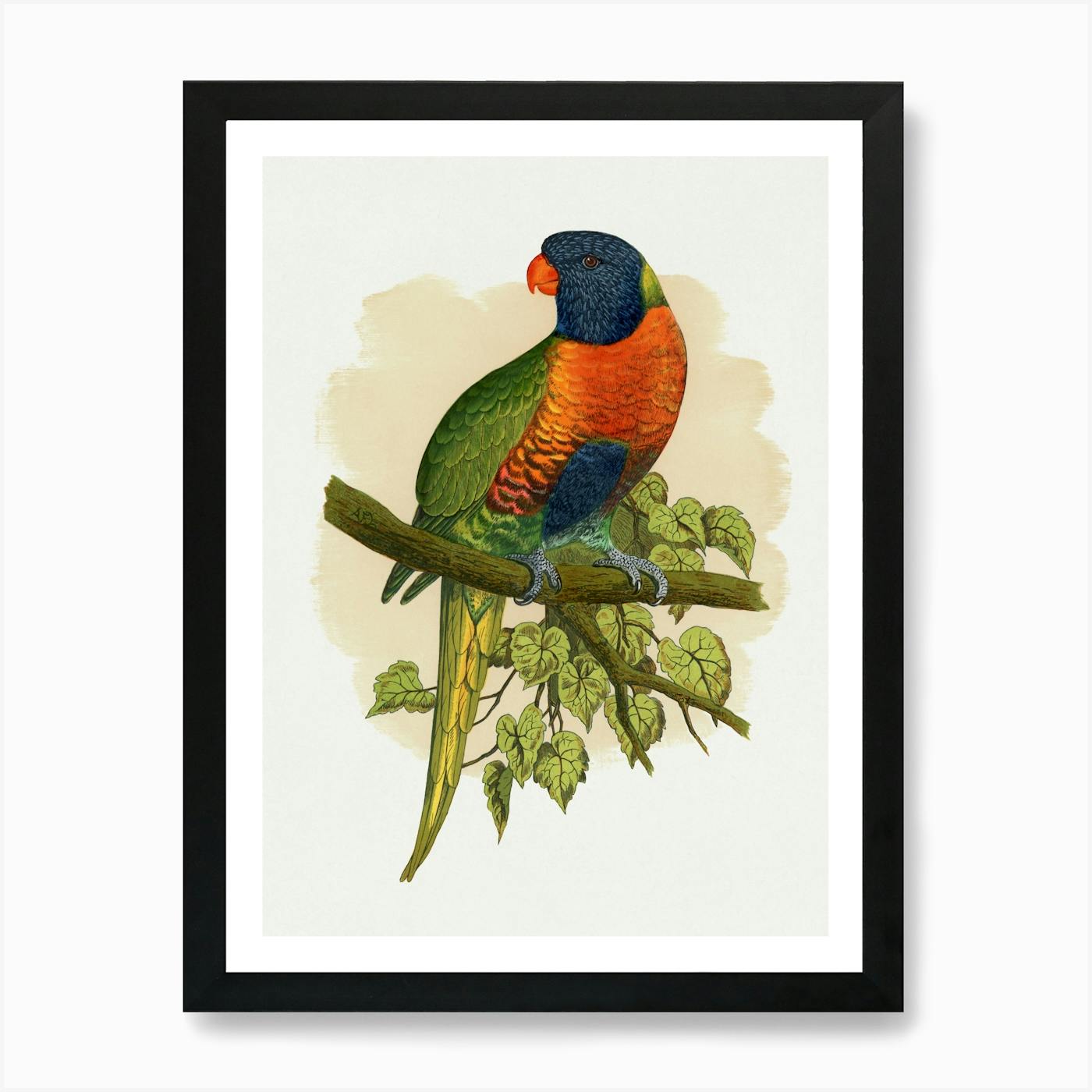 ジョアン・フックJOANNE HOOK 「CRIMSON ROSELLAS」 Paintings – JoAnne Hook