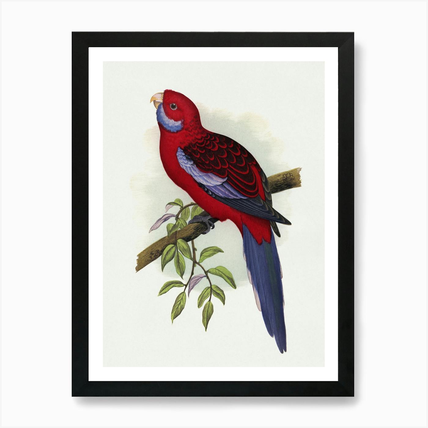 Crimson Rosella Bird Square Art Print by Juliana Motzko - Fy