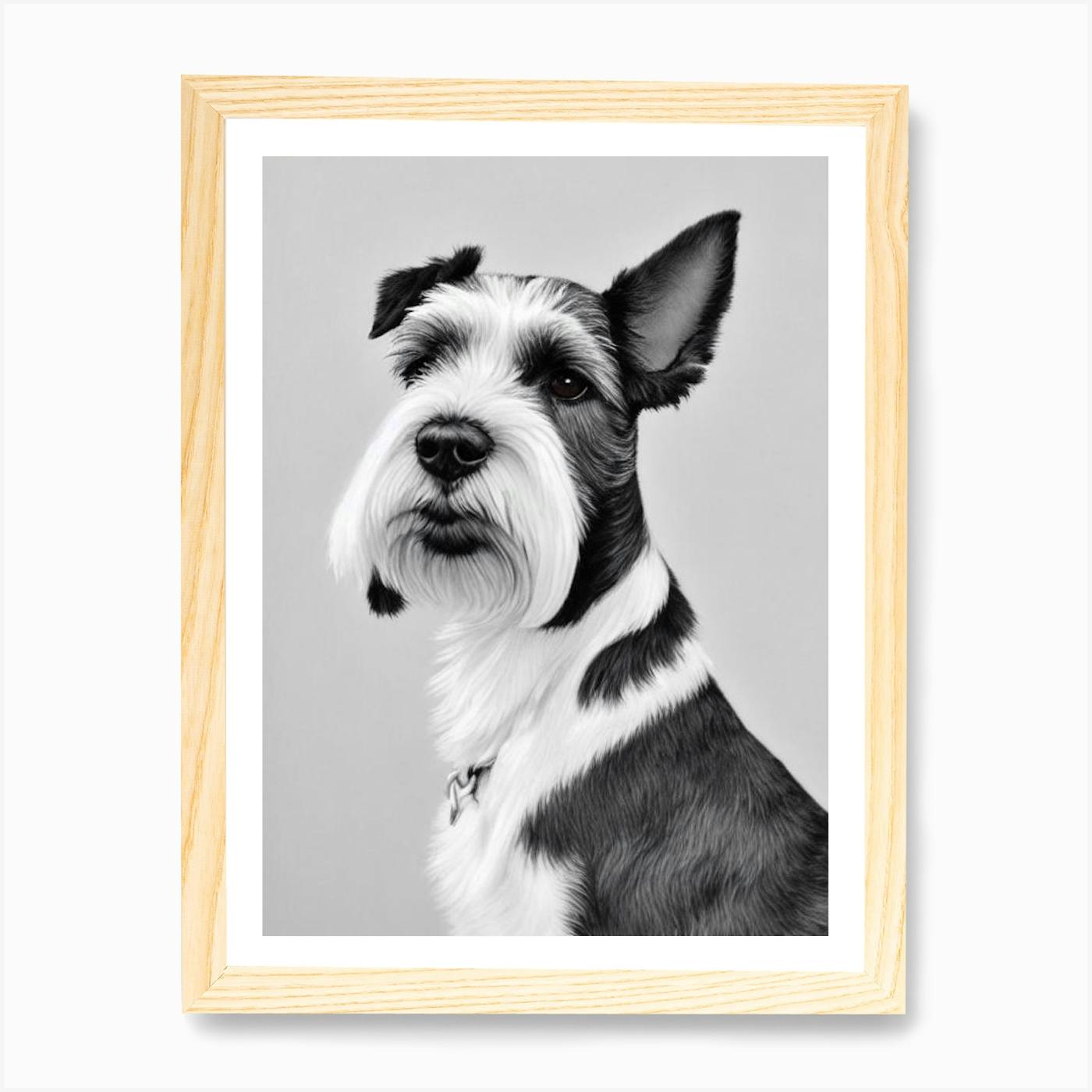 Wild oaks clearance miniature schnauzers