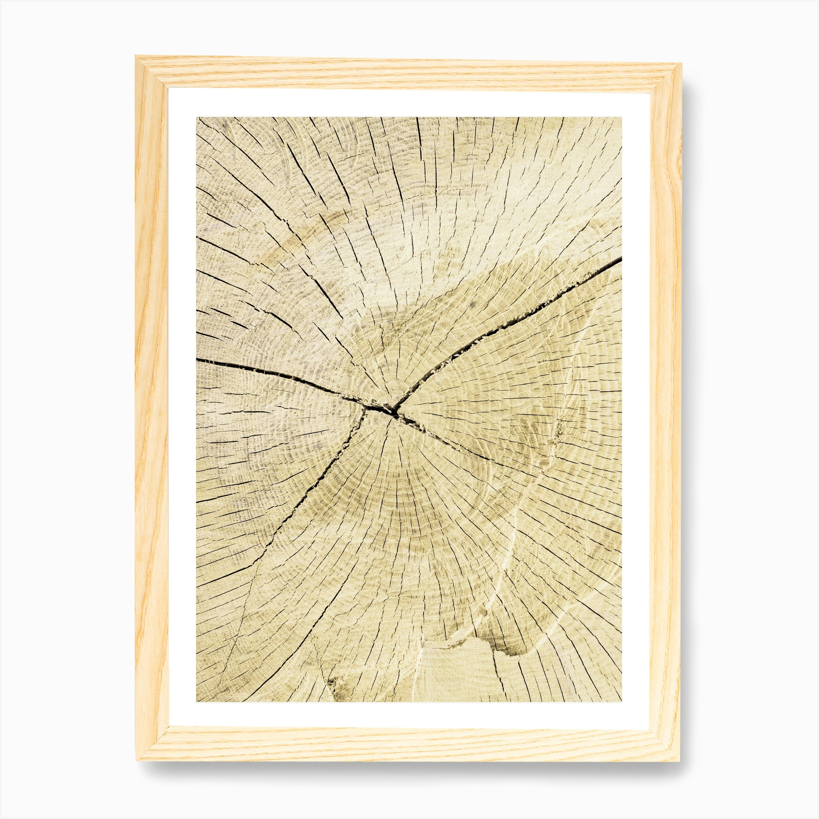 Tree Stump Art Print by Victoria Frost Fy