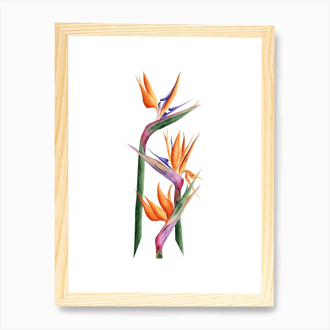 Strelitzia Art Print by Lyubov Fonareva - Fy