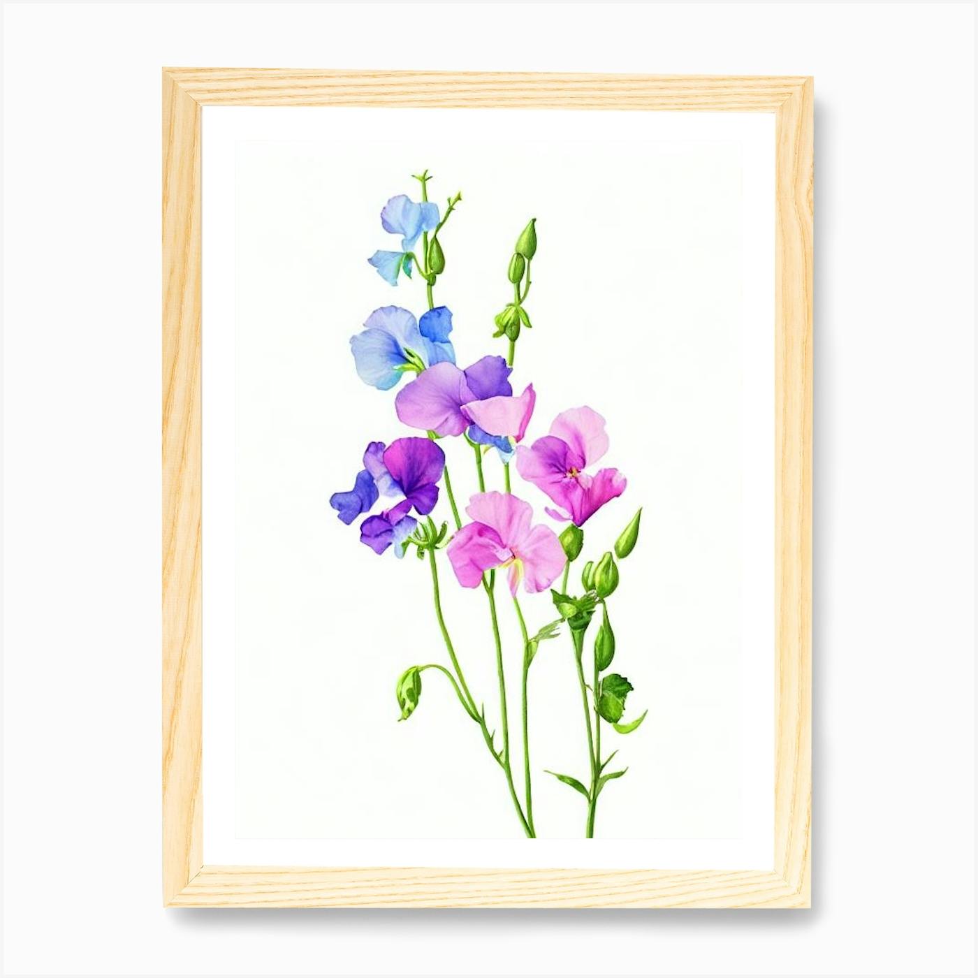 Oregon Sweet Pea Watercolor Painting - Original Art - Wild Pea selling Flowers