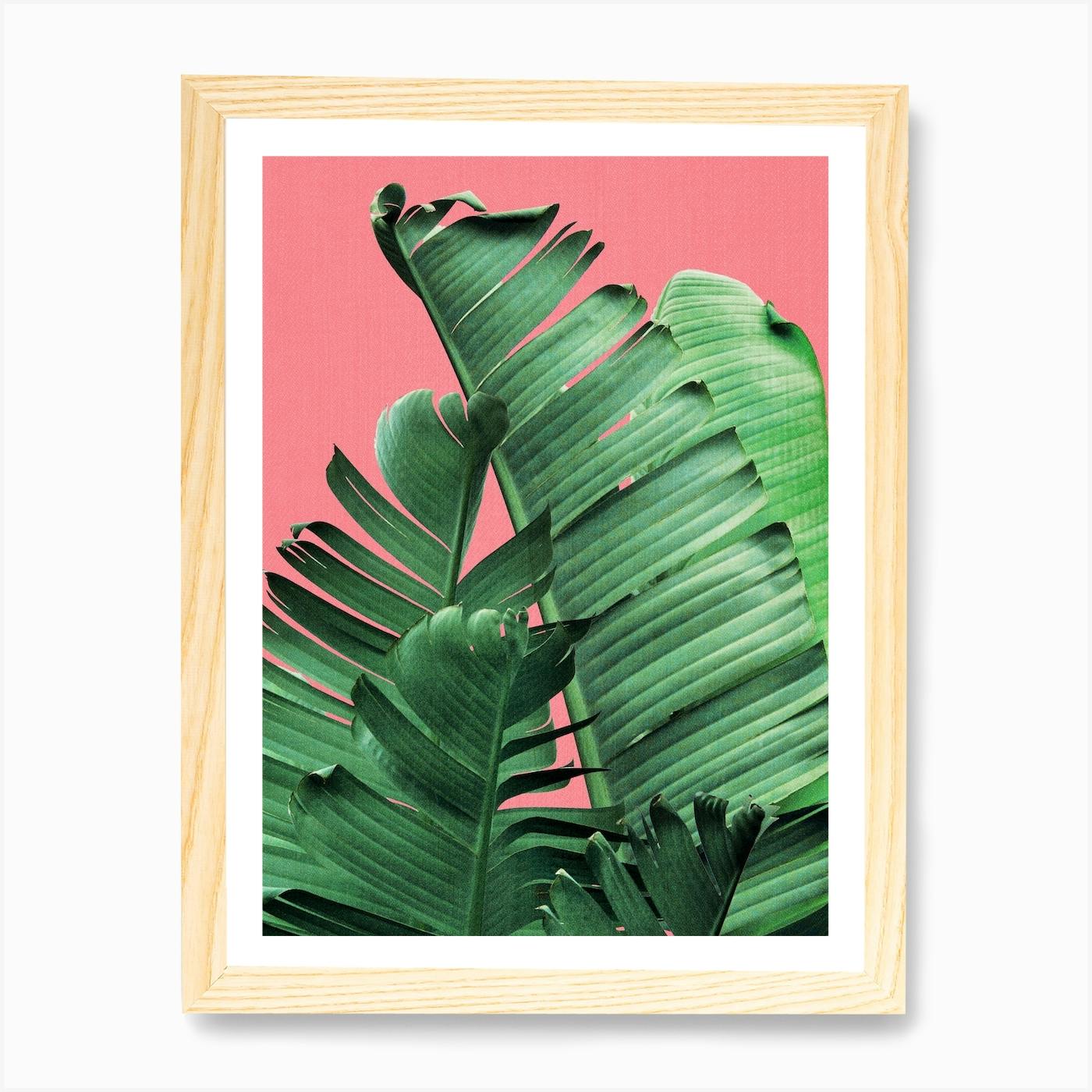 Signed framed LTD edition A3 size store print..Banana plants of Mousehole no.5