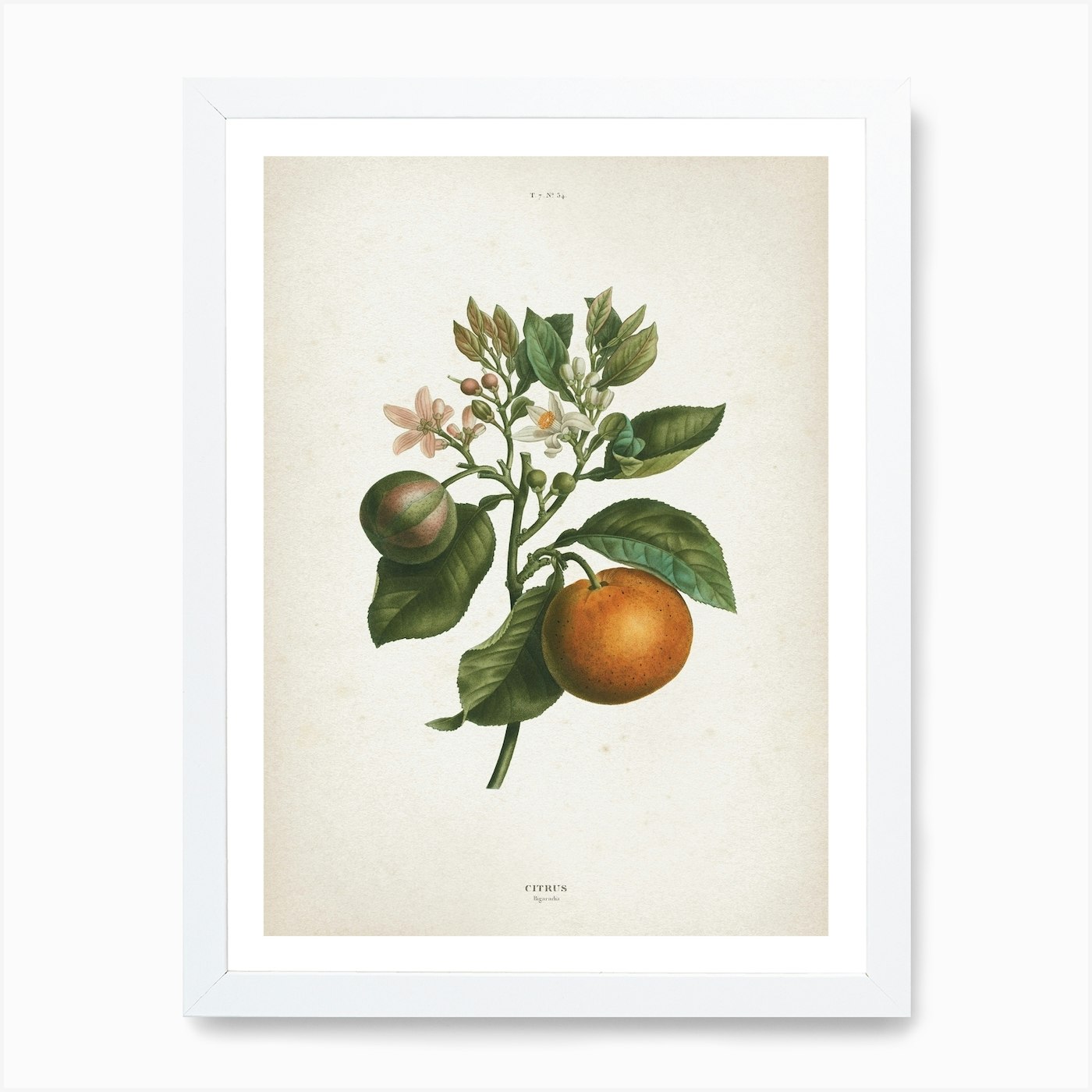 Vintage Redouté 1 Citrus Bigaradia Art Print by Vintage Print ...