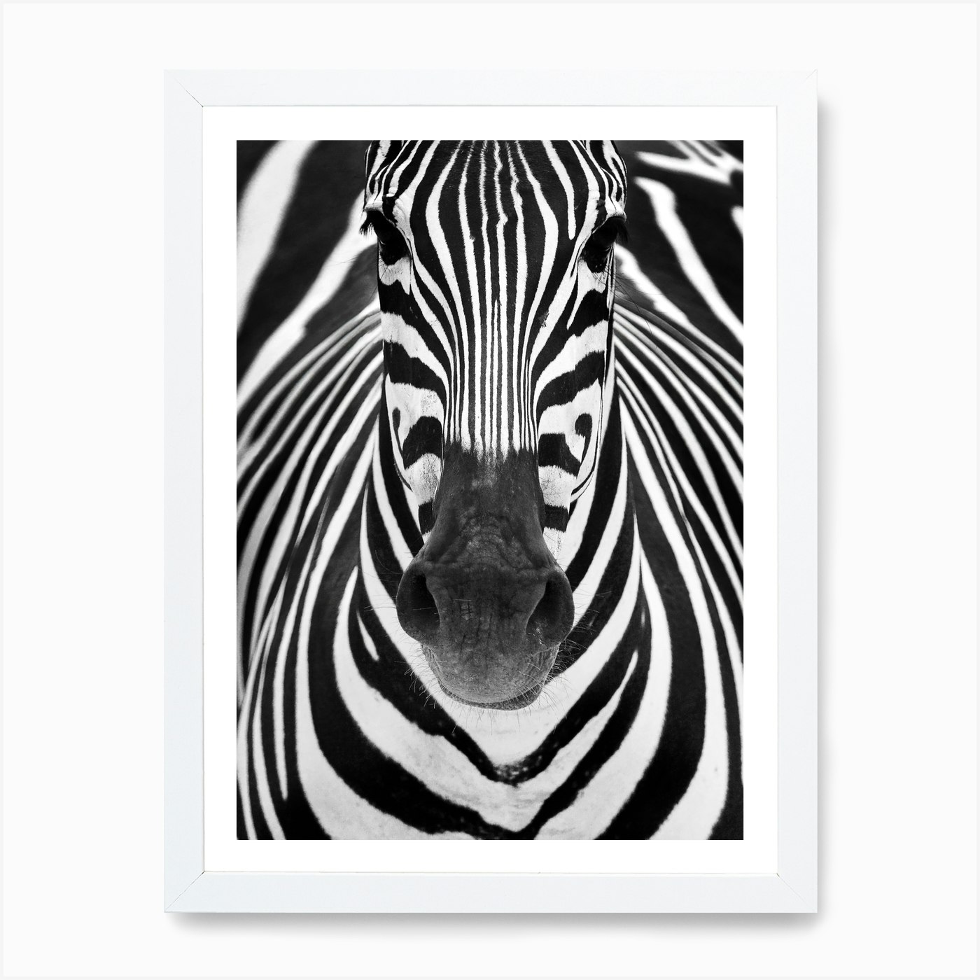 Zebra Art Print by 1x Fy