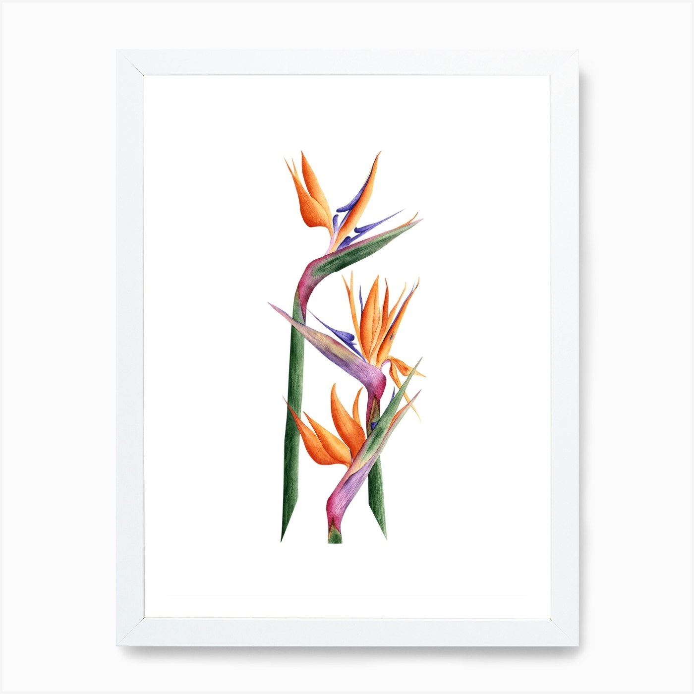 Strelitzia Art Print by Lyubov Fonareva - Fy