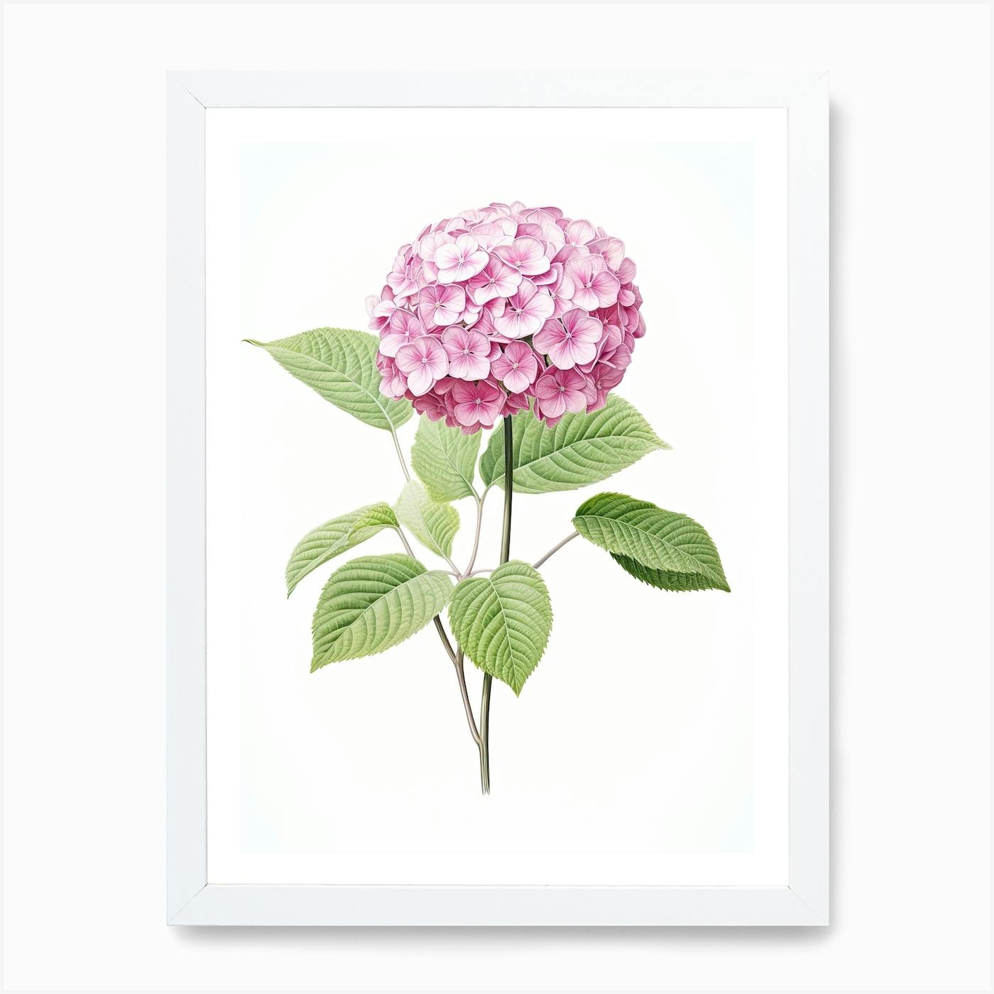 Officina Naturalis for shops Two's Company Botanical Art Hydrangea Paniculata Framed