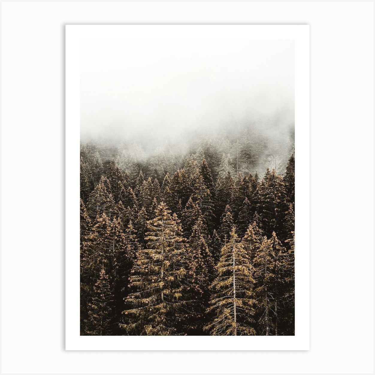 Tall Pine Trees Art Print by Boheme At Home - Fy