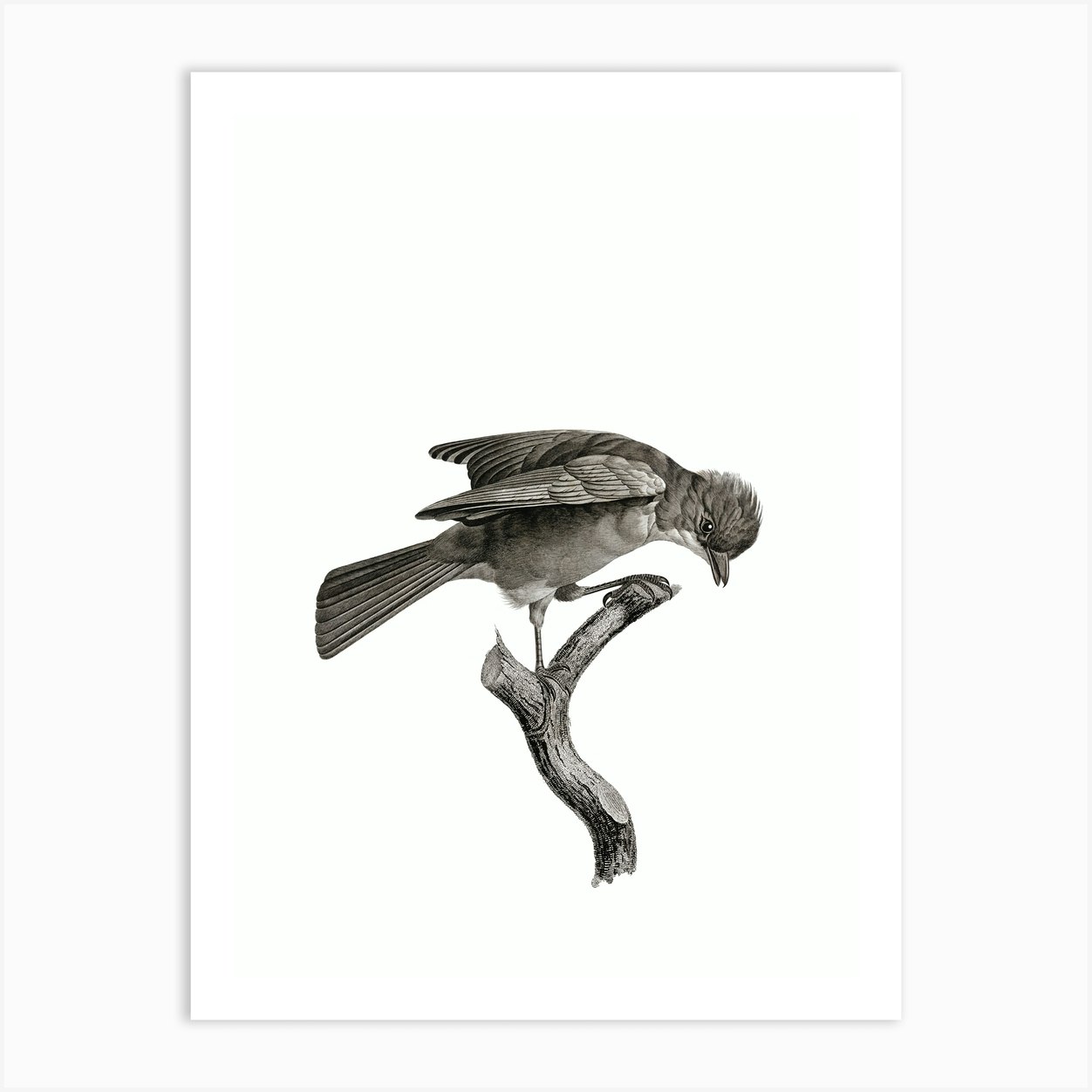 Vintage Red Brown Jay Bird Illustration On Pure White Art Print By Holyrockarts Fy 