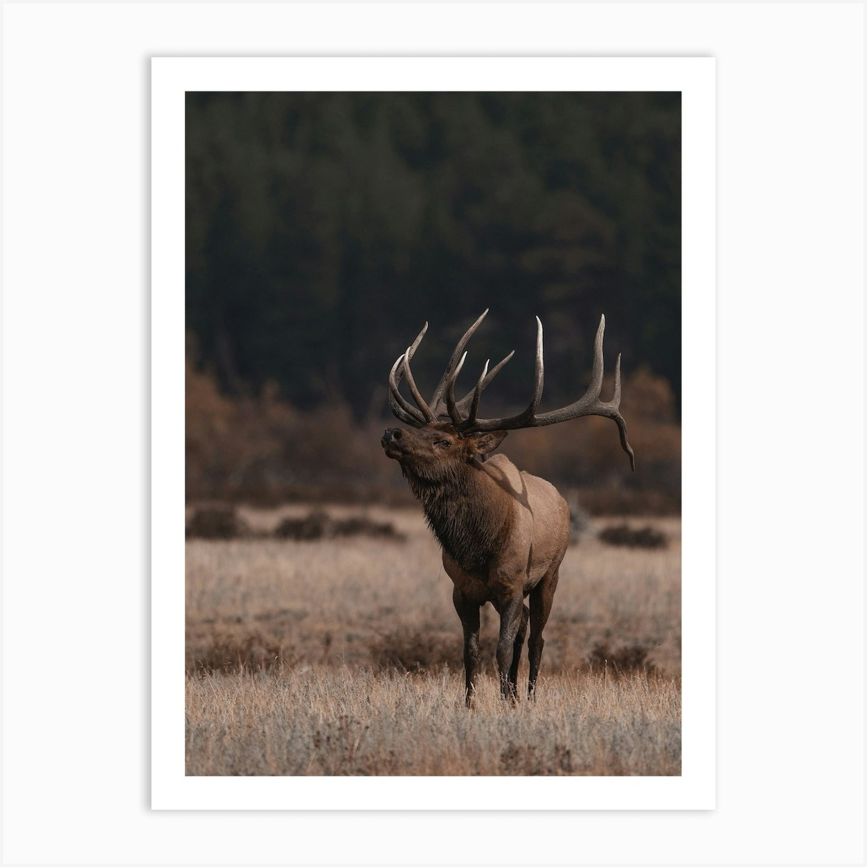 Western Bull Elk Art Print by Western Range - Fy