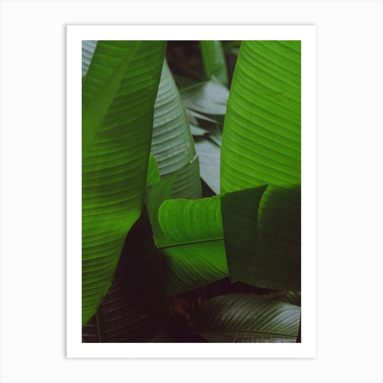 Abstract Banana Leaf Plants Art Print by Kin Fy