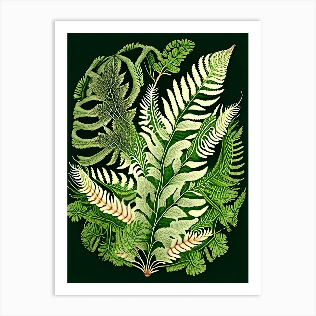 Bracken Fern Wildflower Vintage Botanical 2 Art Print by Wildflower ...