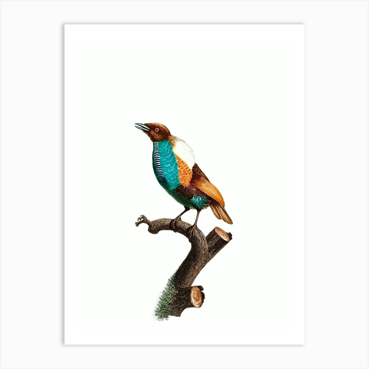 Vintage Magnificent Bird Of Paradise Female Bird Illustration On Pure White Art Print By 