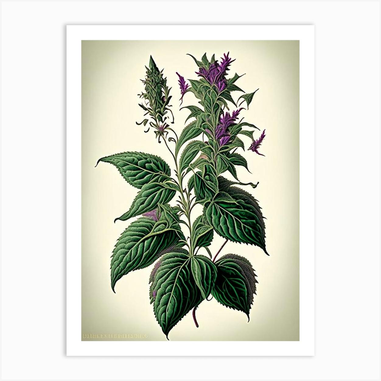 Holy Basil Herb Vintage Botanical Art Print by Herbaceous Hues Fy