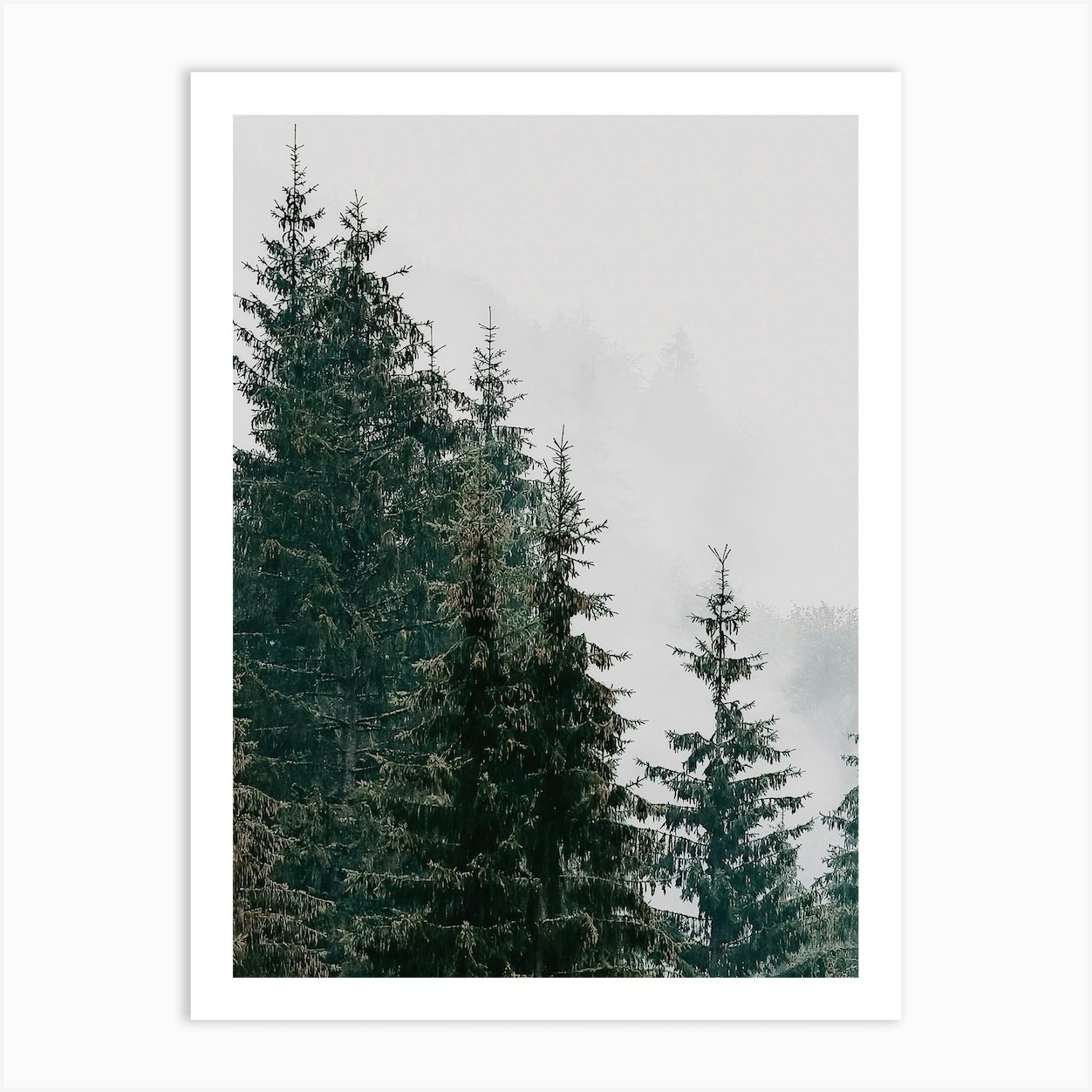 Pine Tree Forest Art Print by Valley Grove - Fy