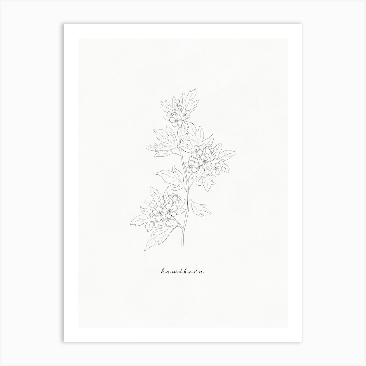 Hawthorn Line Drawing Art Print by Ink Wild Designs Fy