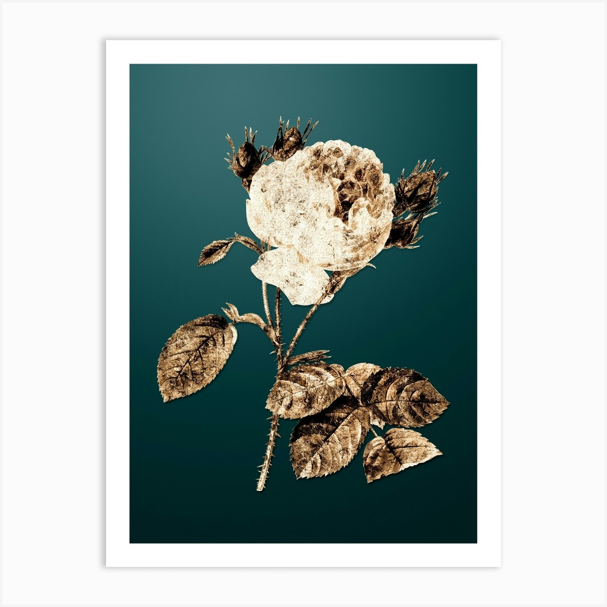Gold Botanical Centifolia Roses on Dark Teal Art Print by holyrockarts - Fy