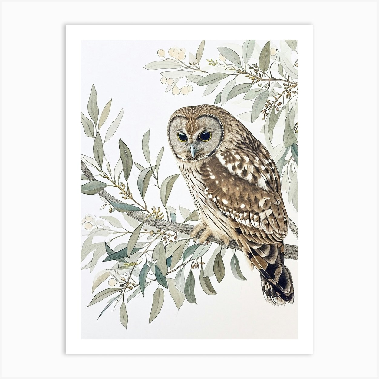 Australian Masked Owl Drawing 3 Art Print by Feathered Muse - Fy