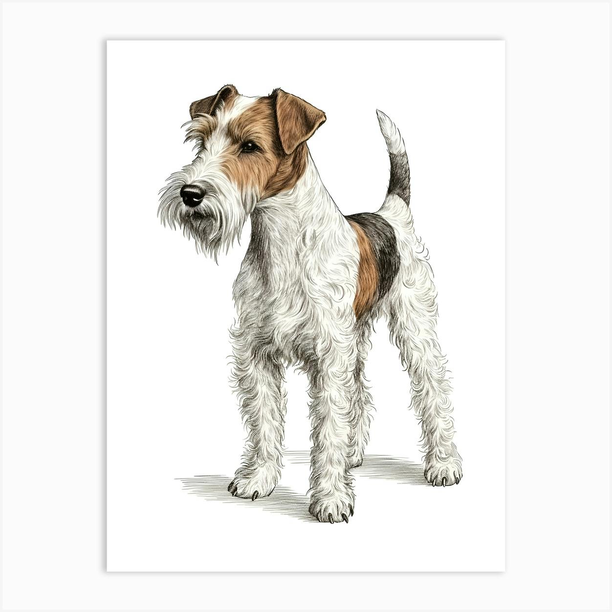 Irish wire clearance haired fox terrier