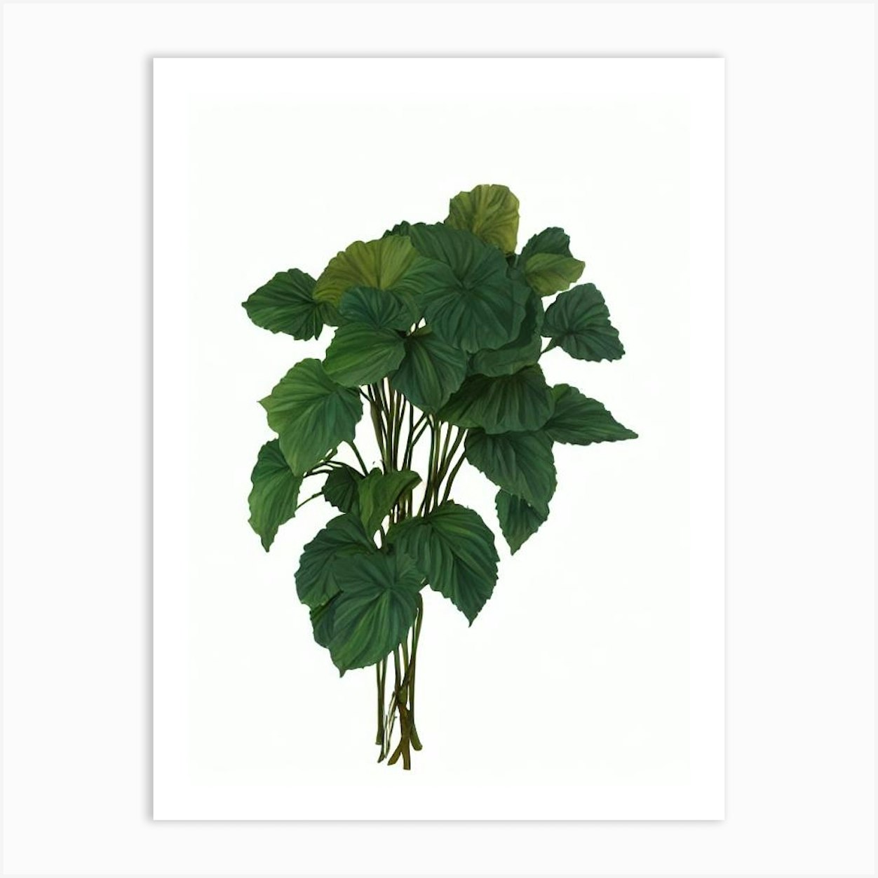 New Guinea Impatiens (Impatiens X Hawkeri Hybrid) Watercolor Art Print ...