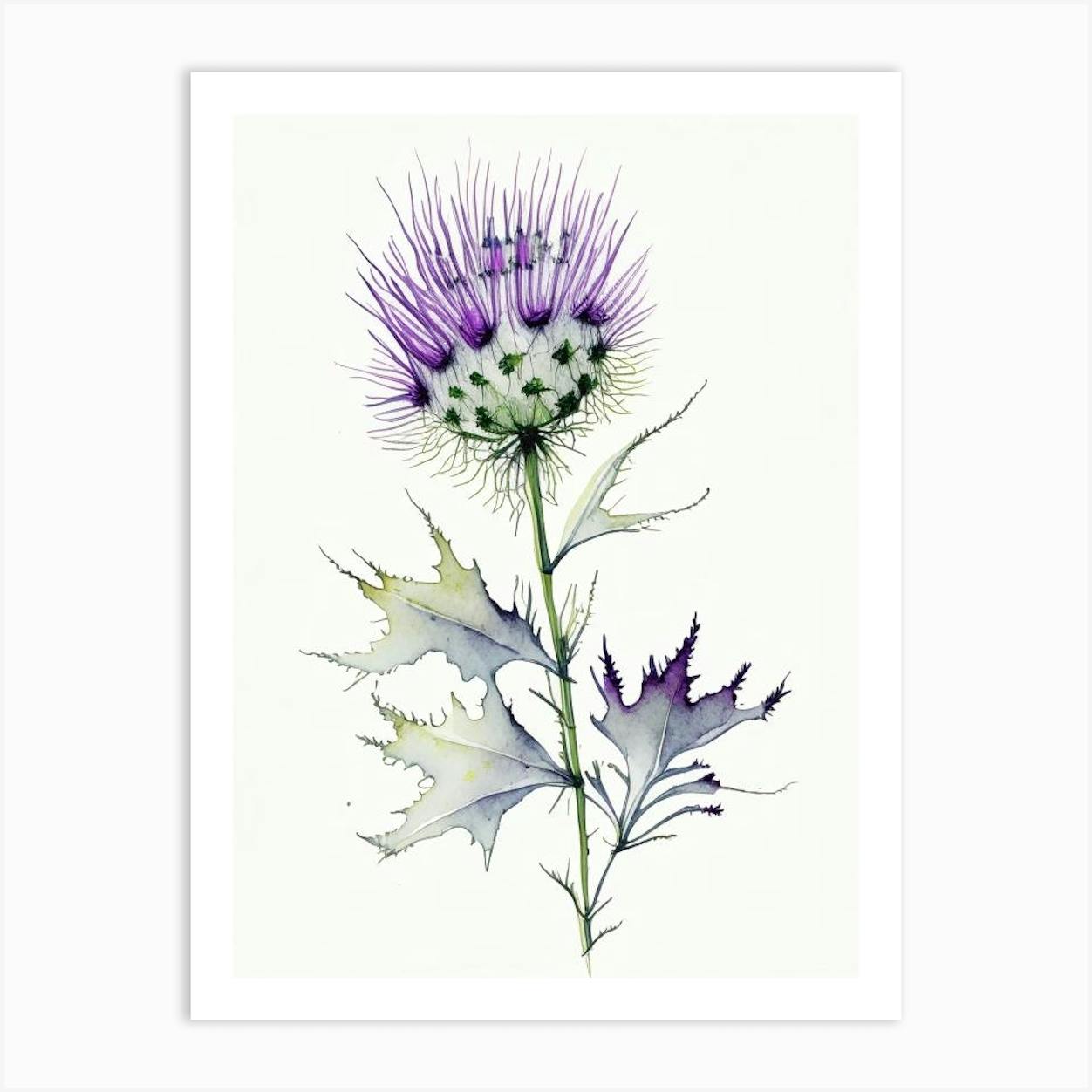 Milk Thistle popular Print