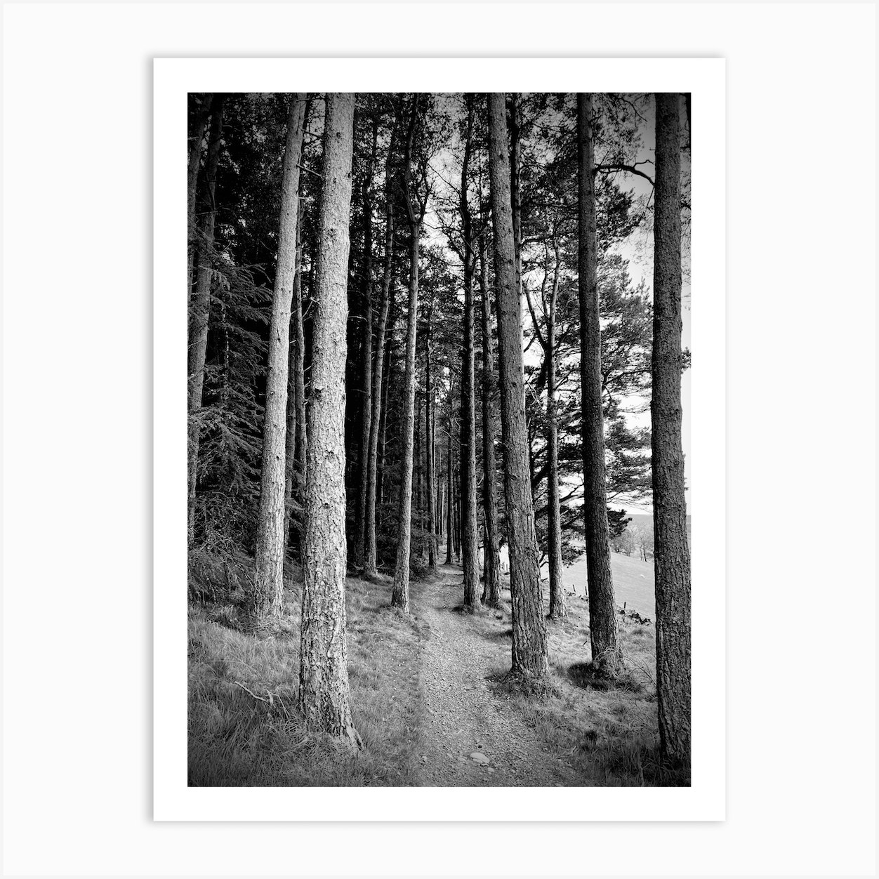 A Walk In The Woods Art Print By Jordan Stefan Fy 2554