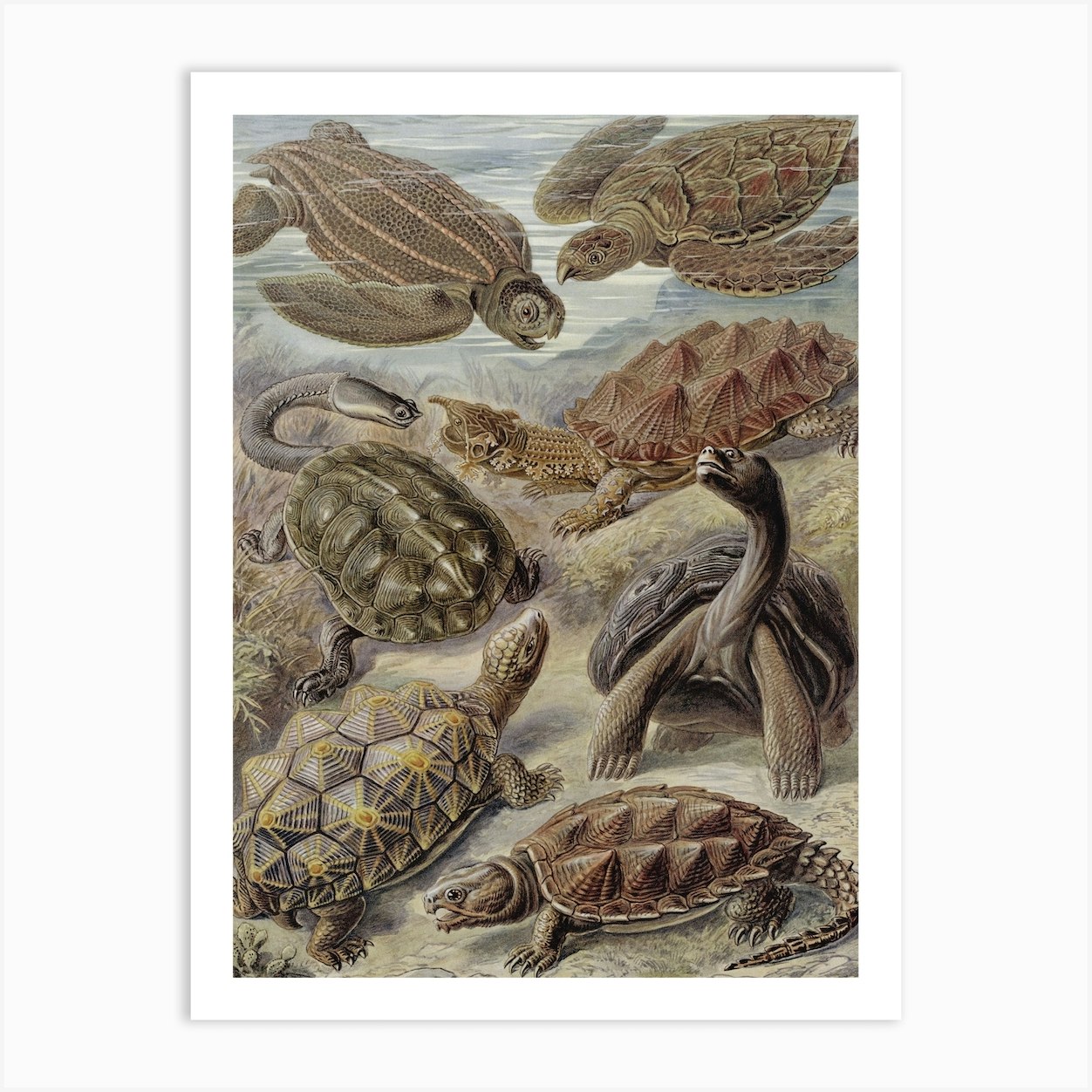 Vintage Haeckel 18 Tafel 89 Schildkröten Art Print by Vintage Print ...