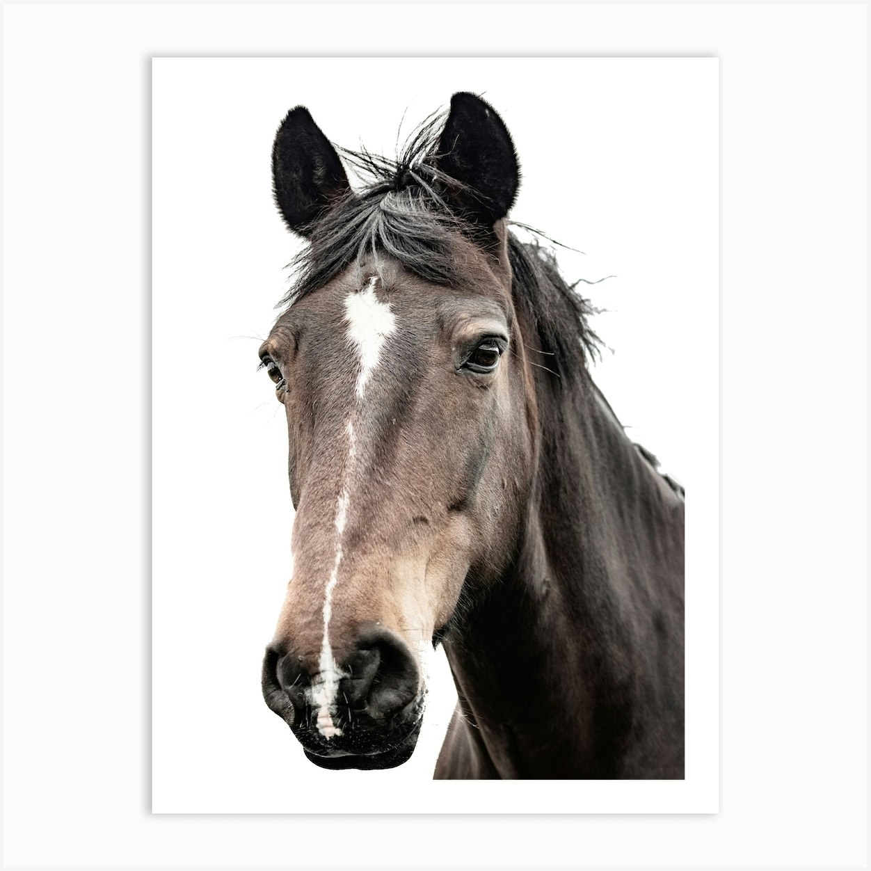 Horse Head Portrait Art Print by Victoria Frost - Fy