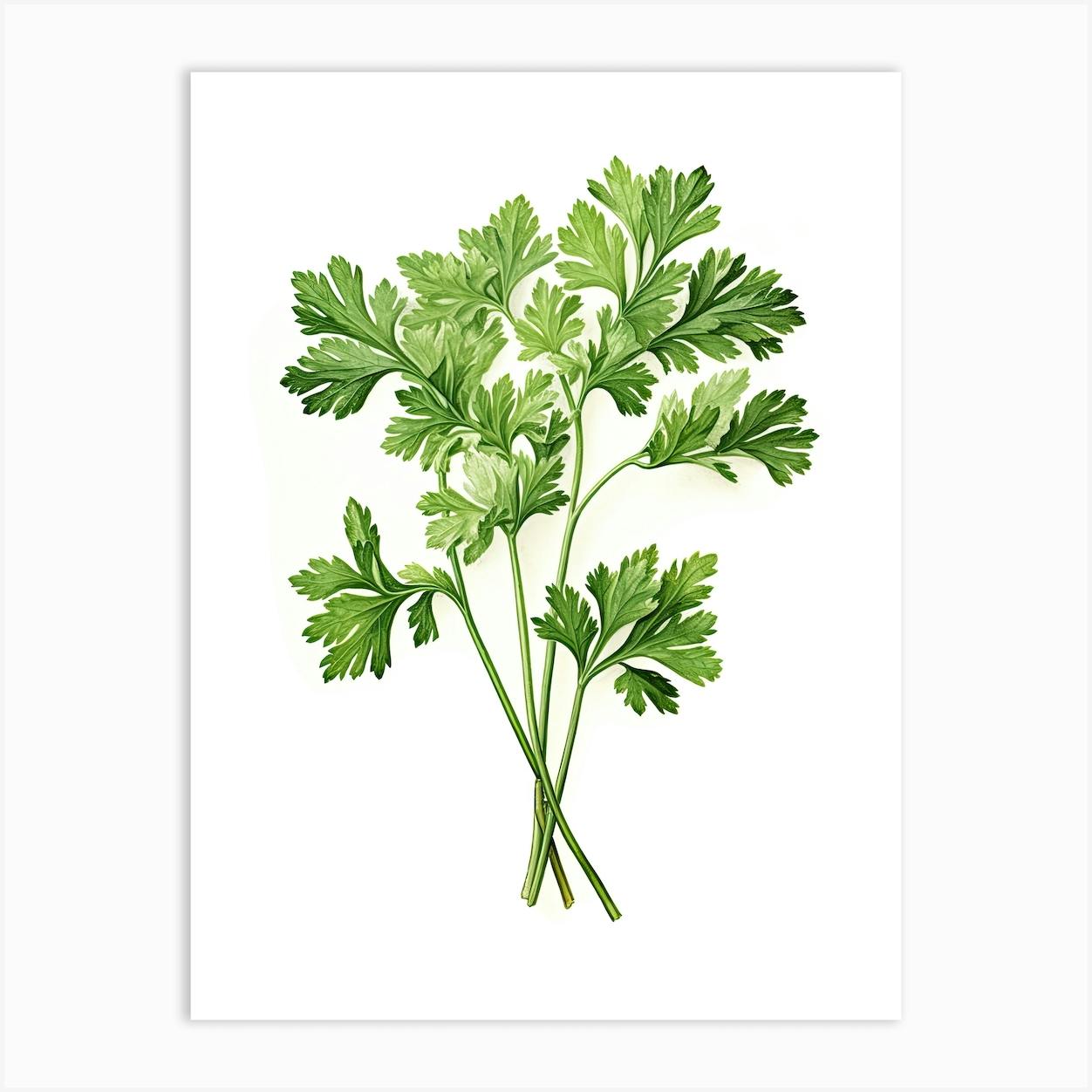 Parsley store Watercolor Print