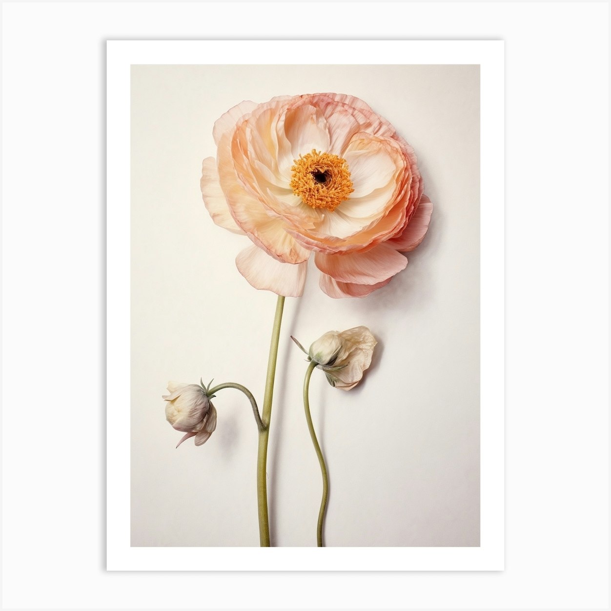 Pressed Flower Botanical Art Ranunculus 3 Art Print by Botanic Studio - Fy