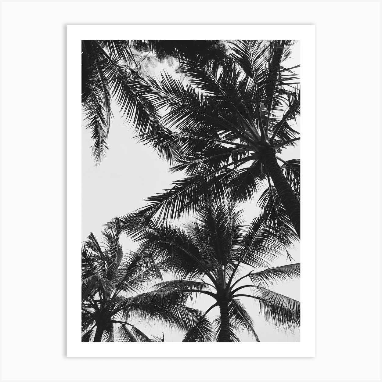 Black And White Palm Trees Art Print by Aloke Design - Fy