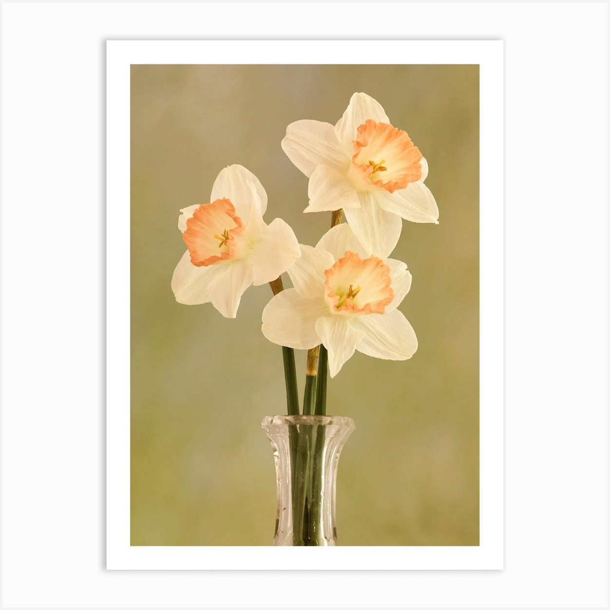 Daffodils Art Print by KRFNatureArt Fy